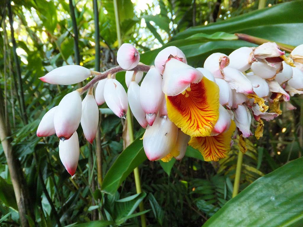 Tropical flower in Costa Ricaan forest | The Cruisington Times