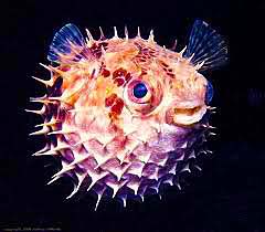 A happy puffer fish