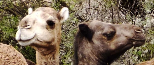 Dromedaries in Morocco