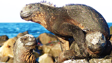 Iguanas on the Galapagos Islands