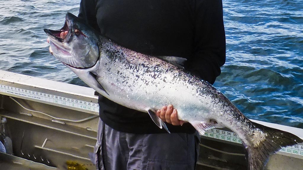 Salmon in Alaska