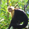 White-faced monkey in Costa Rica