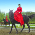 Dressage at Hungary horse park