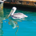 Pelican in Cabo San Lucas