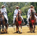 Paso horses in Peru