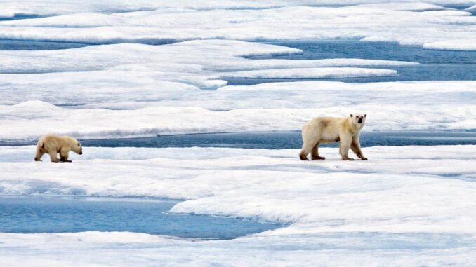 What Can Polar Bears Do in an Arctic Without Ice? | The Cruisington Times