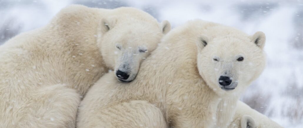 Two polar bears cuddling together in a snowy landscape, one resting its head on the other's shoulder.