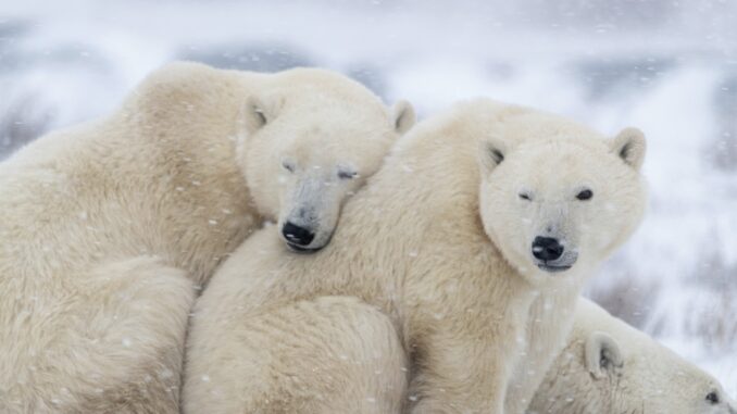 Two polar bears cuddling together in a snowy landscape, one resting its head on the other's shoulder.