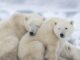 Two polar bears cuddling together in a snowy landscape, one resting its head on the other's shoulder.